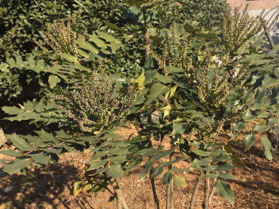뿔남천 사진 - Mahonia japonica (Thunb.) DC. Photos