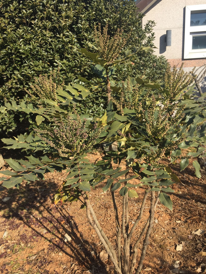 뿔남천 - Mahonia japonica (Thunb.) DC.