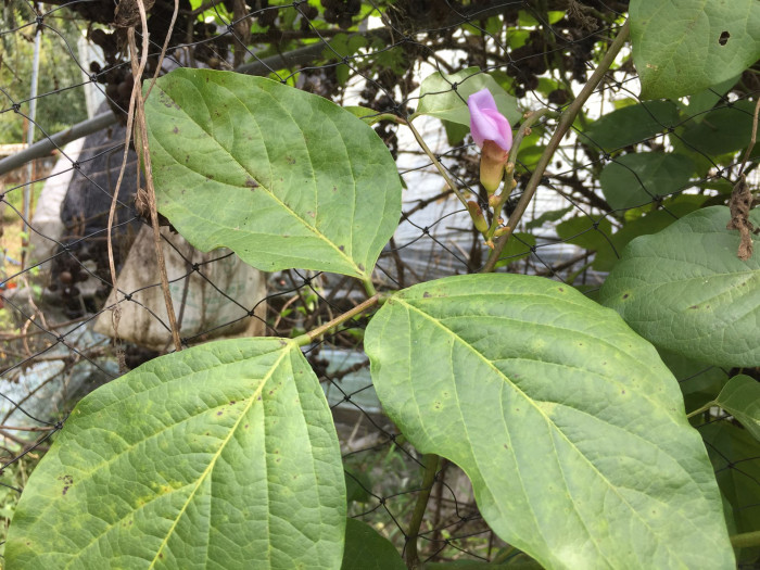 작두콩 - Canavalia ensiformis DC.