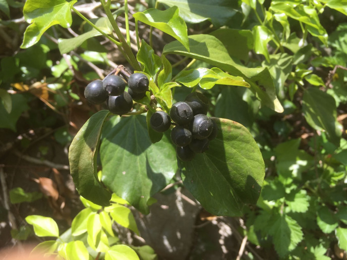 송악 - Japanese Evergreen Ivy, Hedera rhombea (Miq.) Bean