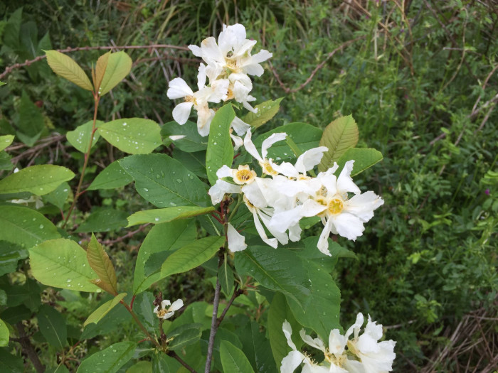 귀룽나무 - Prunus padus L. for. padus