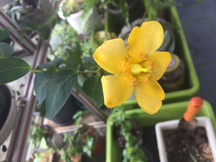 금사매 - Hypericum patulum