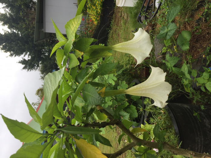 엔젤트롬펫 - Angels Trumpet, Growing Brugmansia