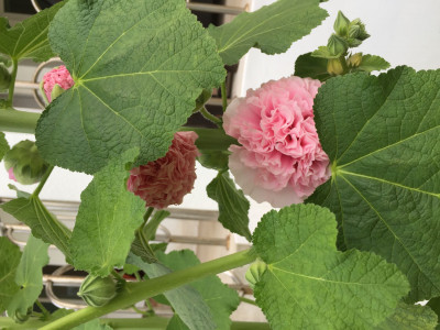 겹접시꽃 사진 - Althaea rosea Photos