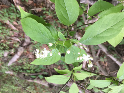 노린재나무 사진 - Symplocos chinensis for. pilosa (Nakai) Ohwi Photos