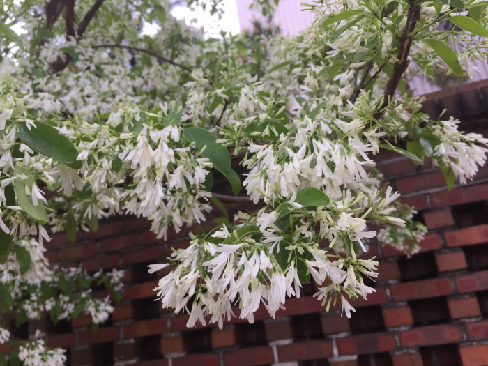이팝나무 - Chinese Fringe Tree, Chionanthus retusus Lindl. & Paxton