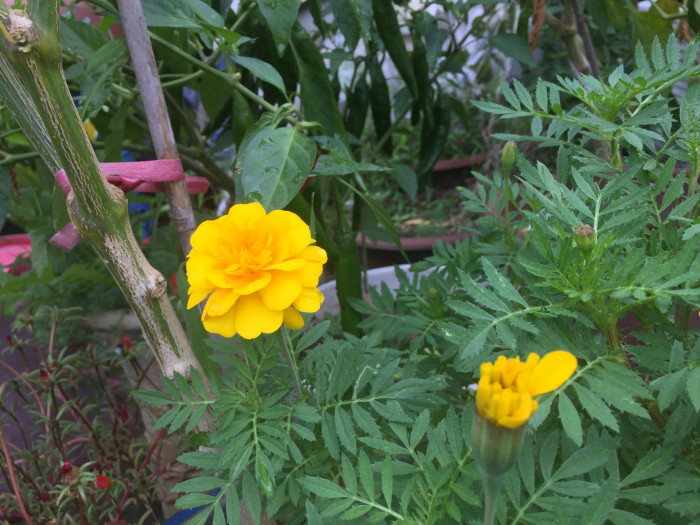 만수국 - Mari gold, Tagetes patula L.