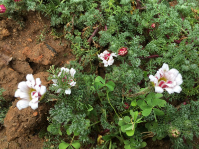 하늘국화 사진 - Anacyclus pyrethrum Var. depressus Photos