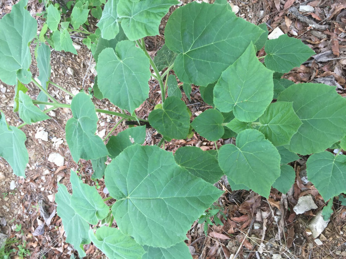 오동나무 - Paulownia coreana Uyeki