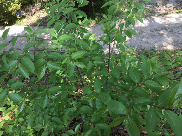 고욤나무 - date-plum, Caucasian persimmon, lilac persimmon, Diospyros lotus L.