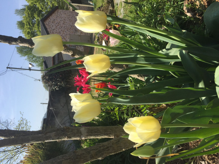 튤립 - Tulip, Tulipa gesneriana