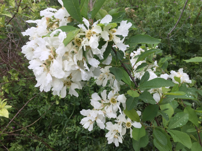 귀룽나무 - Prunus padus L. for. padus