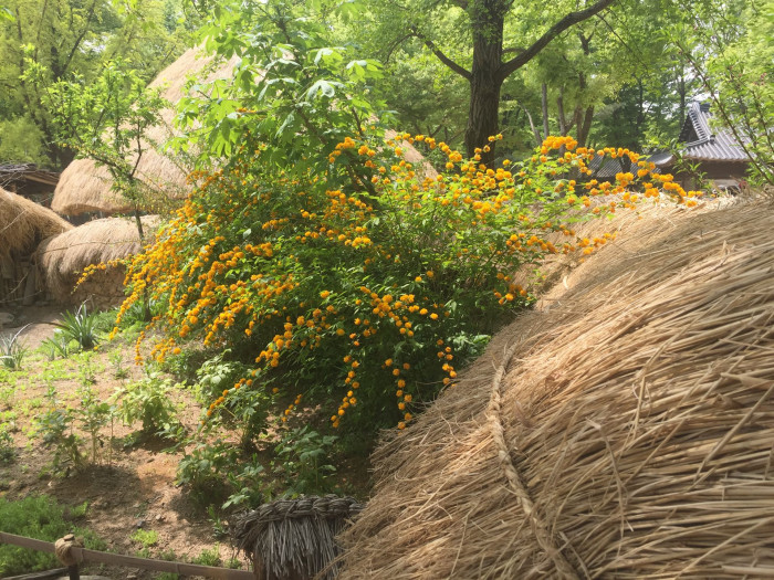 죽단화 - Kerria japonica for. pleniflora (Witte) Rehder
