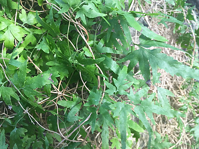 실고사리 사진 - Lygodium japonicum (Thunb.) Sw. Photos