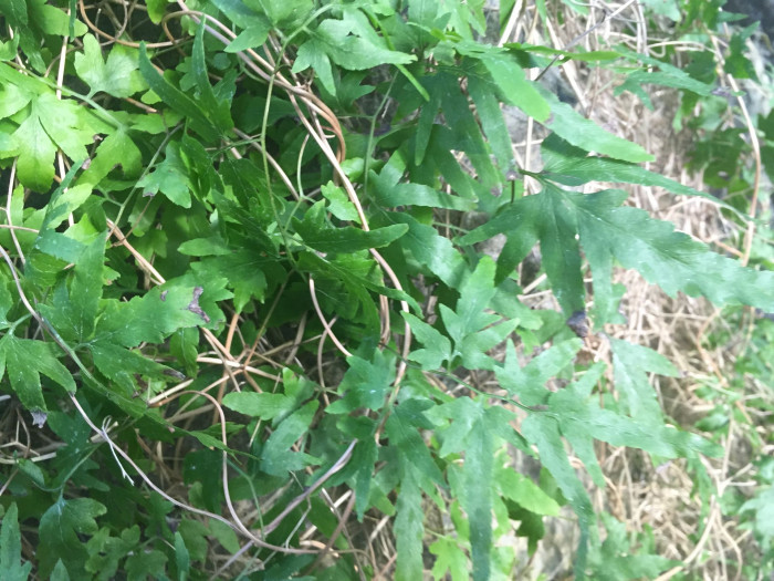 실고사리 - Japanese Climbing Fern, Lygodium japonicum (Thunb.) Sw.