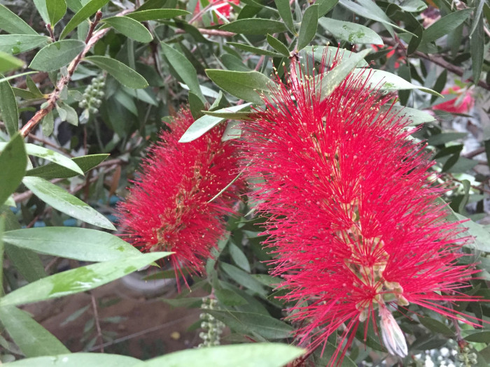 병솔나무 - Bottlebrush, Callistemon lanceolatus