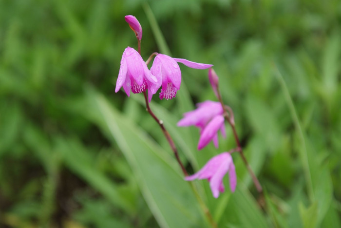 자란 - Bletilla striata (Thunb. ex Murray) Rchb.f.