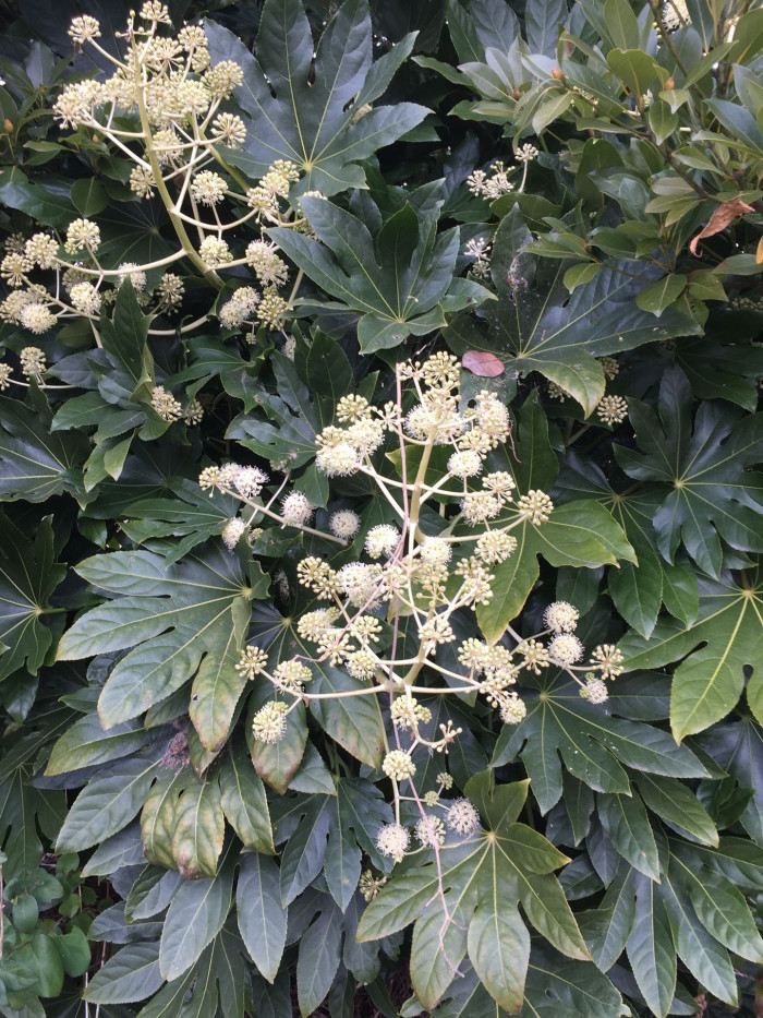 팔손이 - False aralia, Fatsia japonica (Thunb.) Decne. & Planch.