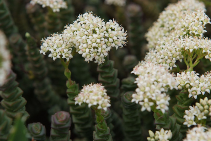 무을여 - Classuia rupestris