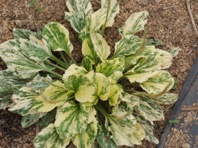 질경이 사진 - Plantago asiatica L. Photos