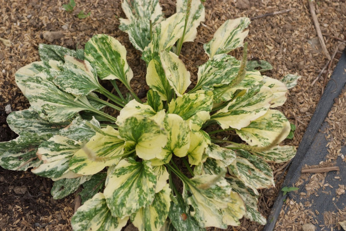 질경이 - Plantago asiatica L.