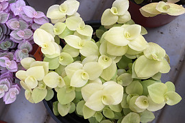미니달개비 - Callisia repens