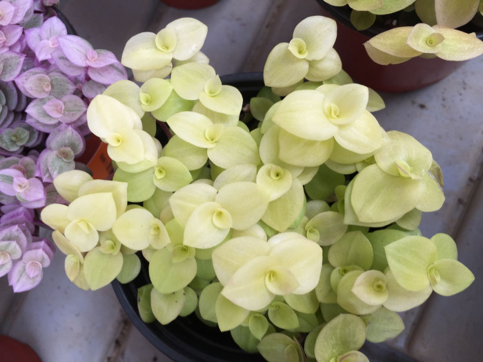 미니달개비 - Bolivian Jew, Turtle Vine, Inch plant, Callisia repens