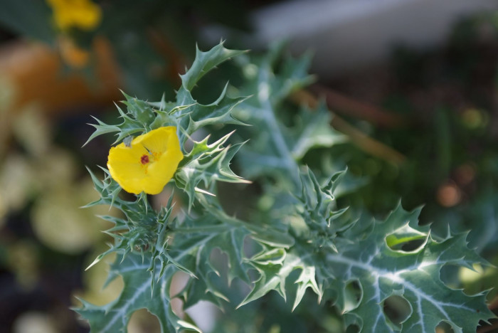 가시양귀비 - Mexican poppy, Mexican prickly poppy, flowering thistle, Argemone mexicana
