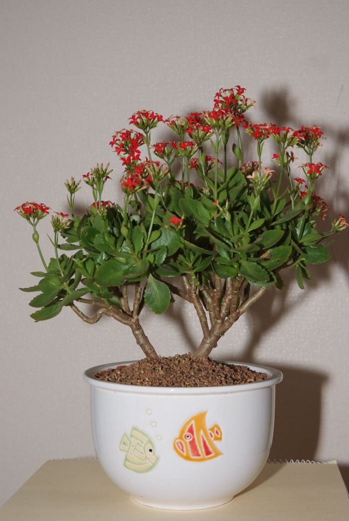 카랑코에 - Kalanchoe, Kalanchoe blossfeldiana