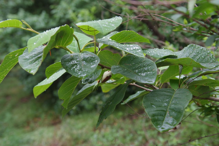 함박꽃나무 - Magnolia sieboldii K.Koch