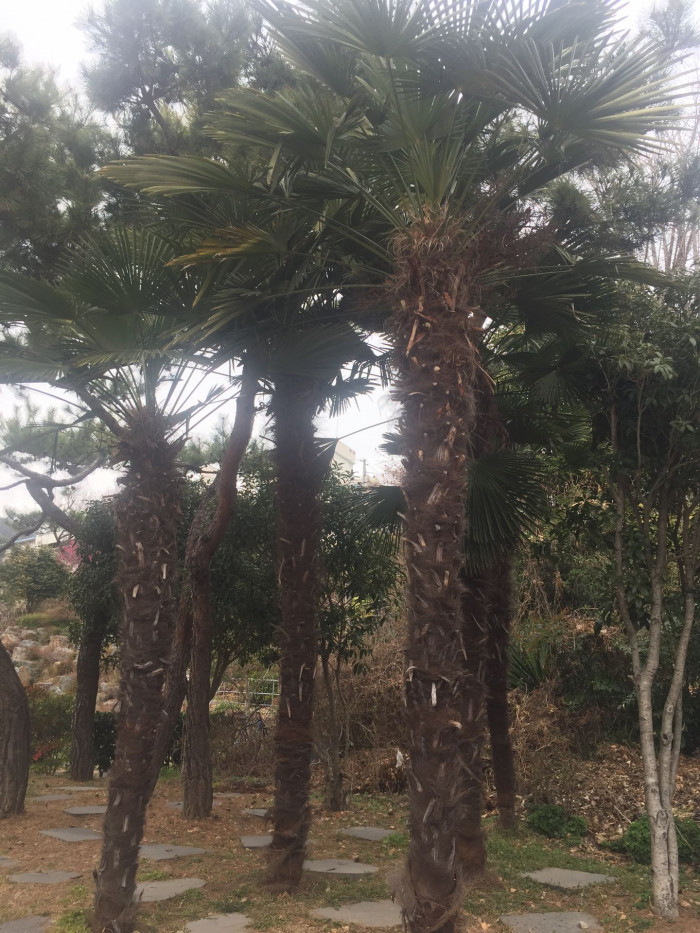 당종려 - Chinese windmill palm, windmill palm, Chusan palm, Trachycarpus fortunei