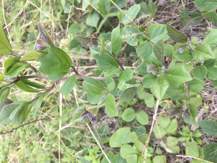 꾸지뽕나무 - Cudrania  tricuspidata, Cudrania tricuspidata (Carr.) Bureau ex Lavallee
