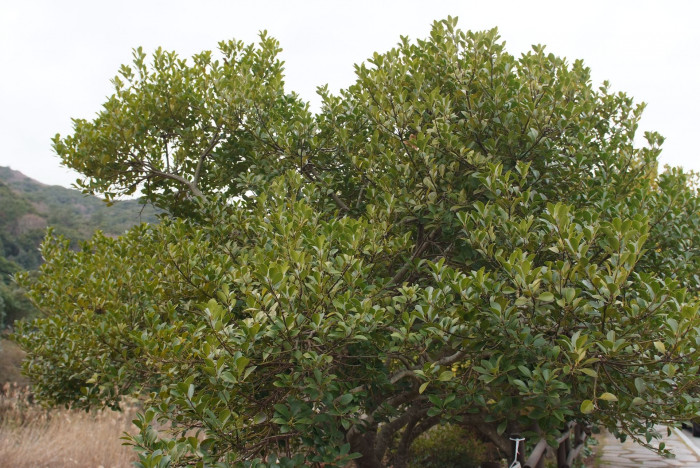 감탕나무 - Ilex integra Thunb.