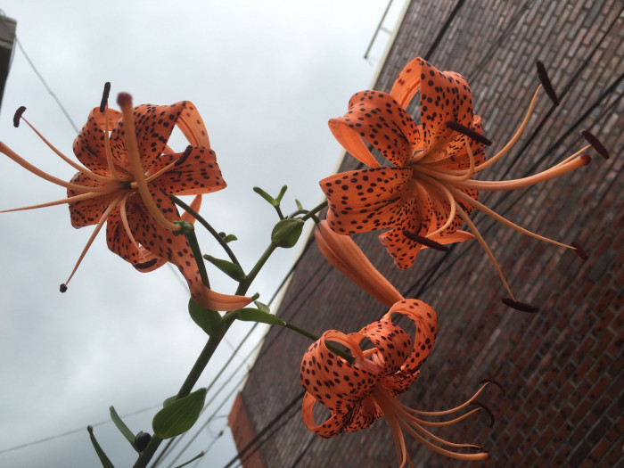 참나리 - Tiger Lily, Lilium tigrinum