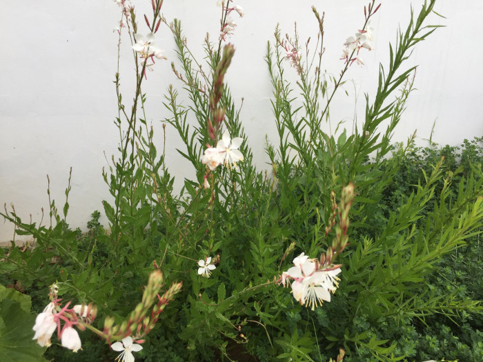 바늘꽃 - ㅈㅜㄹ기의 트깆, Epilobium pyrricholophum Franch. & Sav.