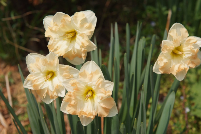 수선화 - daffodil, Narcissus tazetta var. chinensis