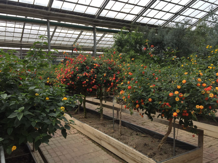 란타나 - Spanish Flag, West Indian Lantana, Lantana camara