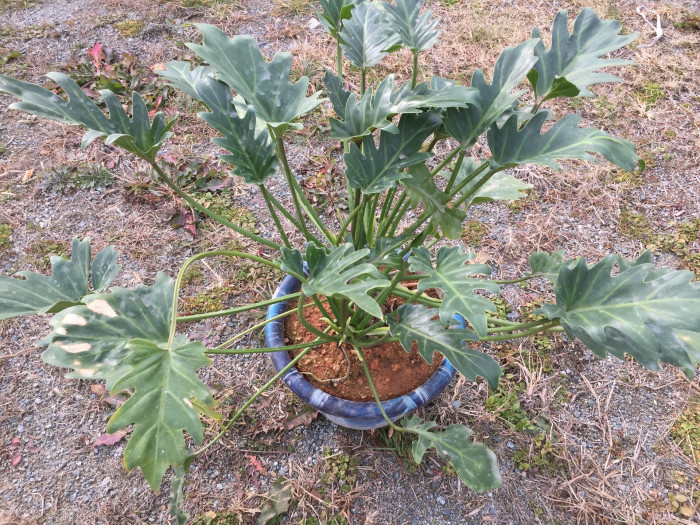 필로덴드론 셀로움 - Selloum philodendron, Philodendron bipinnatifidum