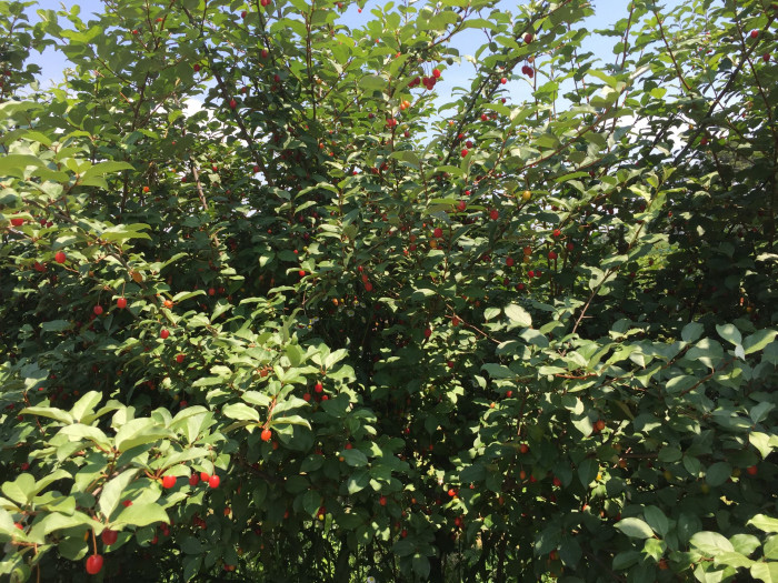 보리수나무 - Littleleaf linden tree, Elaeagnus umbellata Thunb.