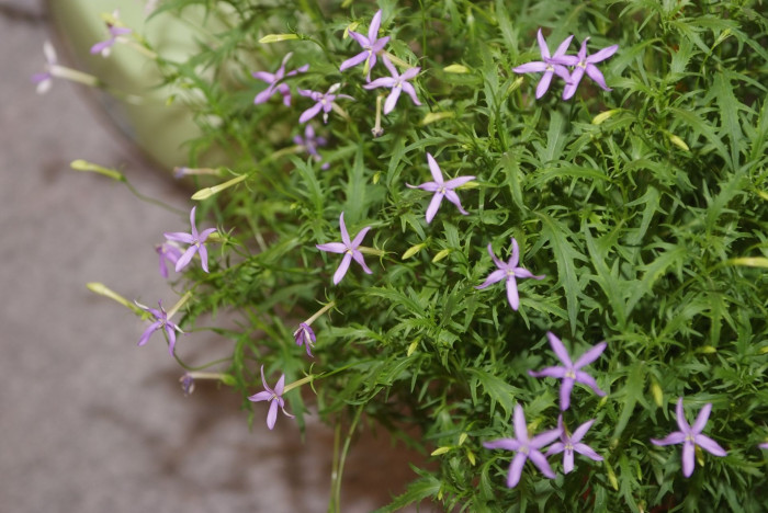 별꽃도라지 - Blue Star Creeper, Isotoma, Laurenti, Isotoma axillaris