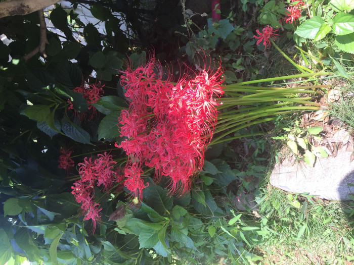 석산 - red spider lily, Lycoris radiata