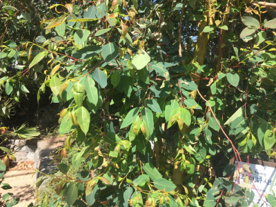 레몬유칼립투스 사진 - Corymbia citriodora Photos