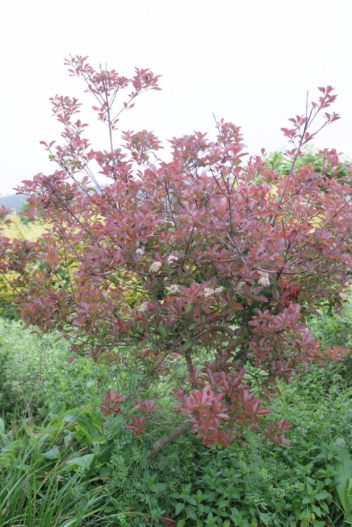 호랑가시나무 - Ilex cornuta Lindl. & Paxton
