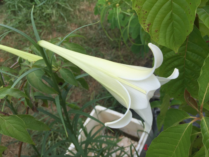 대만나리 - Formosa lily, Taiwanese lily, Lilium formosanum