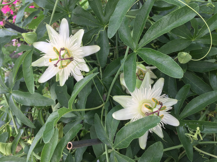 시계초 - passion flower, Passiflora caerulea
