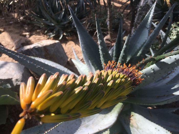 알로에 마를로티이 - mountain aloe, flat-flowered aloe, Aloe marlothii A. Berger