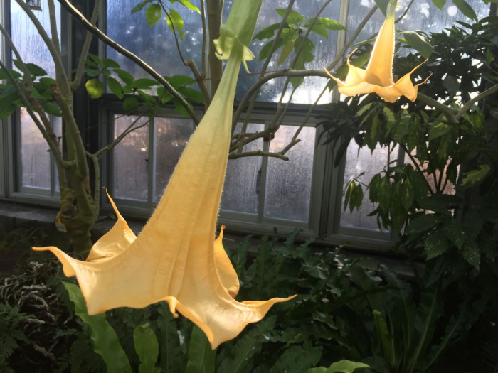 엔젤트롬펫 - Angels Trumpet, Growing Brugmansia