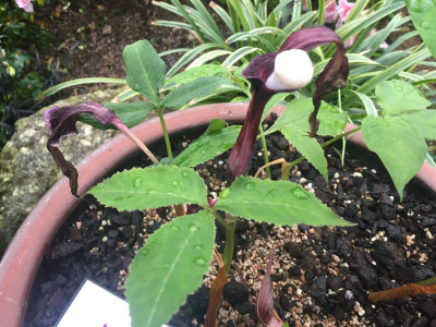 흰떡천남성 사진 - Arisaema sikokianum Photos