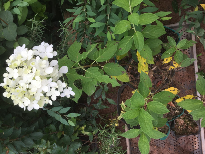 에나멜 수국 - Annabelle, Hydrangea arborescens 