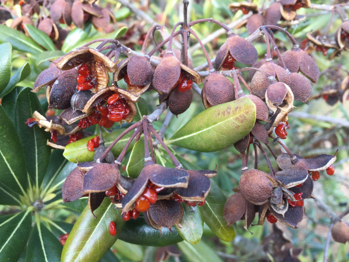 돈나무 - Pittosporum tobira (Thunb.) W.T.Aiton